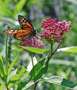 milkweed-monarch