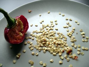 Seed Saving Peppers